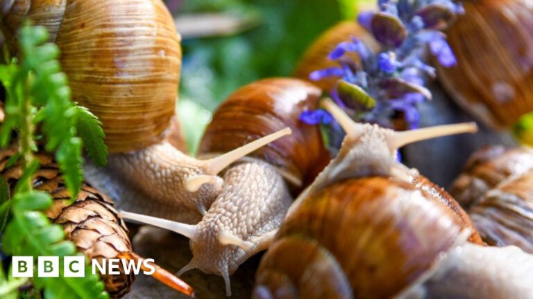 Snails found in London offices in suspected tax avoidance scheme