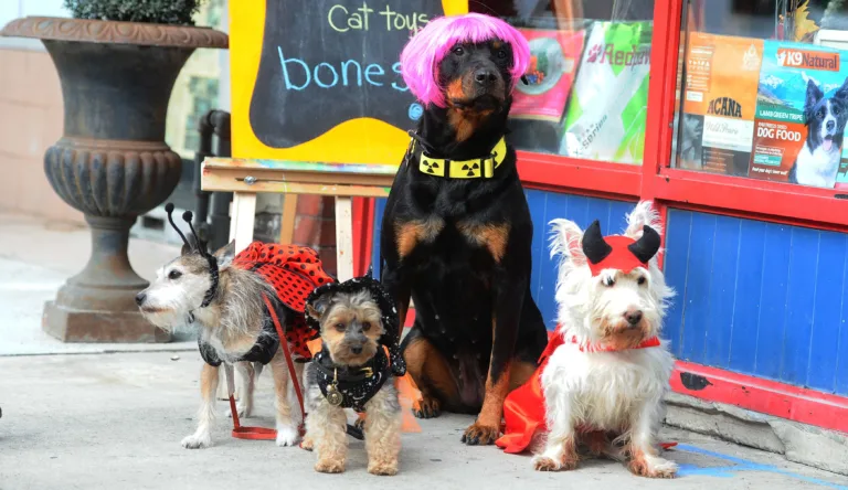 Pet costumes are an $860m business